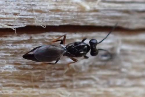 Réf. 238 766 : Calymmochilus sp.